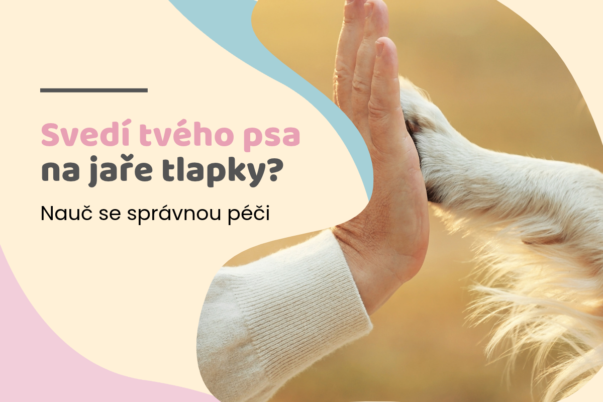 Jak pečovat o tlapky psa na jaře: alergie, pyl a nejčastější chyby