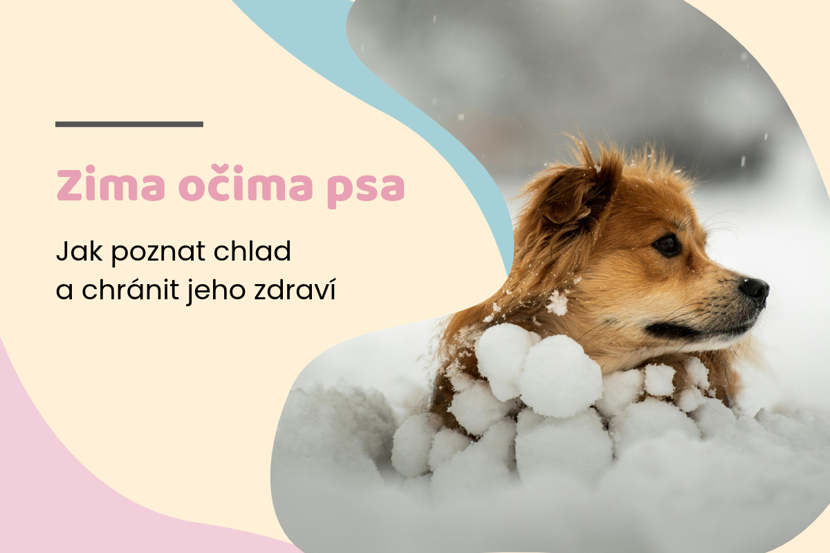 Jak poznat, že je psovi v zimě zima a jak mu ulevit