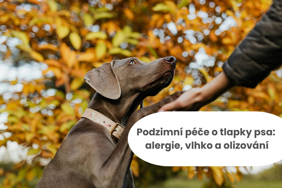 Podzimní péče o tlapky psa: alergie, vlhko a olizování
