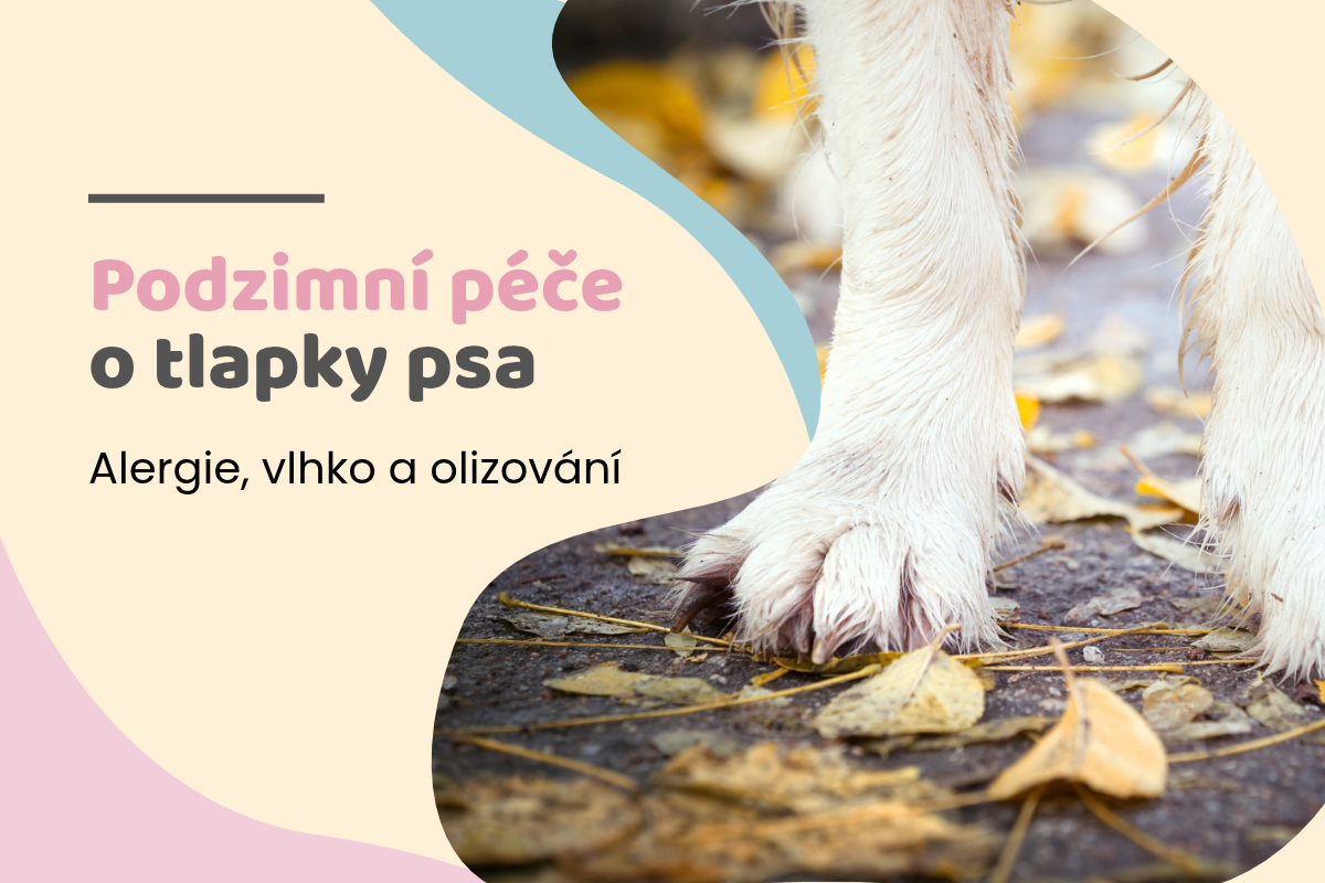 Podzimní péče o tlapky psa: alergie, vlhko a olizování