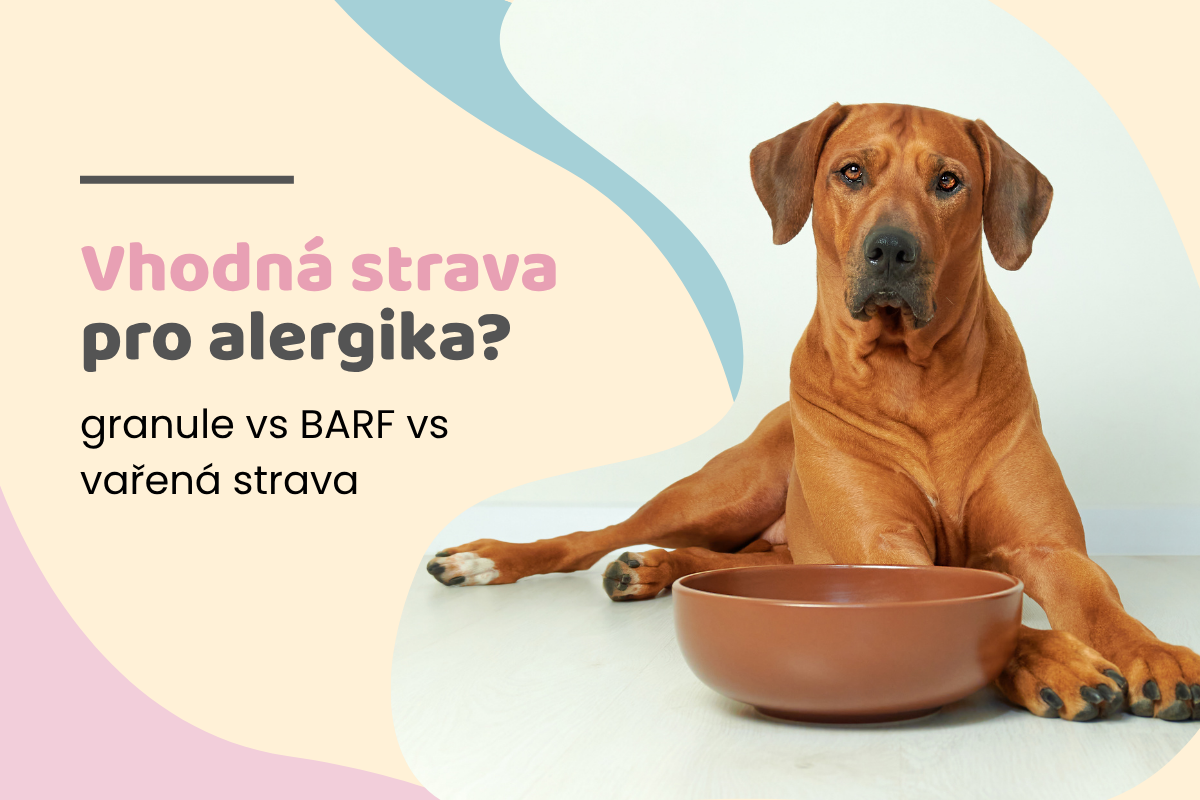 Alergie u psů a vliv stravy: granule, BARF nebo vařená strava?