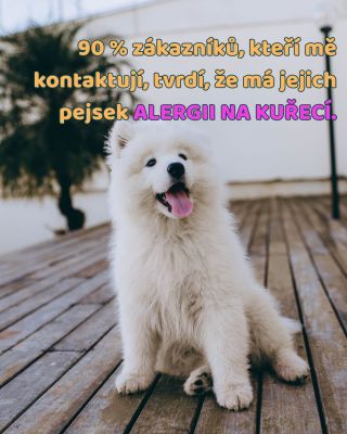 Alergie u psů se bohužel nedají určit podle domněnek nebo toho, „co se říká“. 🐶 Pokud chceme zjistit, co pejskovi skutečně...